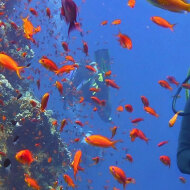 Snorkeller at the Great Barrier Reef