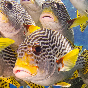 Fish on the Great Barrier Reef