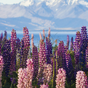 Where to Find Lupins in New Zealand