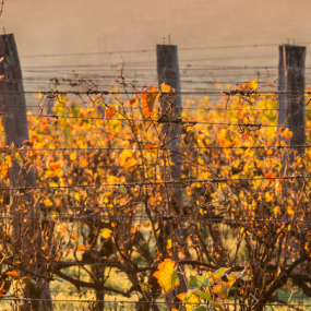 Best Australia Wineries for Autumn