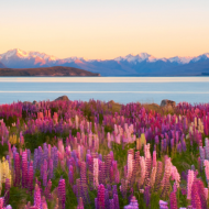 Lupins Tekapo