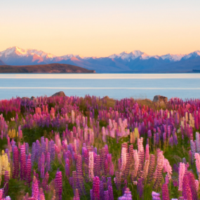 Lupins Tekapo