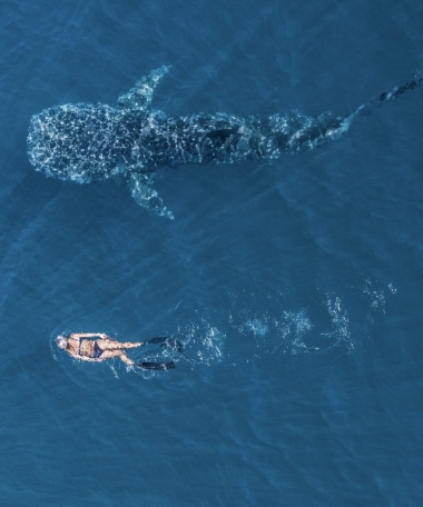 Swim with whale sharks australia