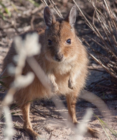 Kangaroo Island Wildlife