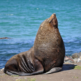 New Zealand fur seal basking on a Dunedin beach