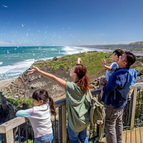 Family viewing Gannet colony at Muriwai Beach near Auckland