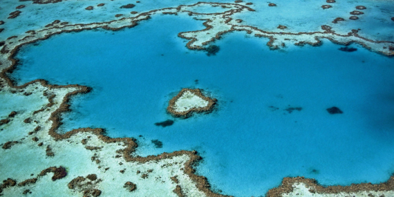 Snorkelling, Great Barrier Reef