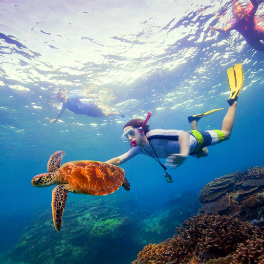 Great Barrier Reef Turtle Island tours
