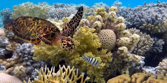 Turtle amongst coral on the Great Barrier Reef