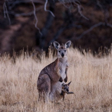 Nature and wildlife tours Australia