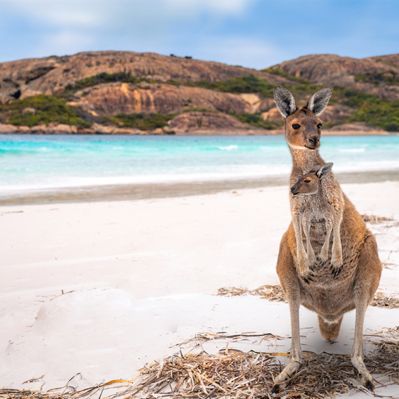 Kangaroo's at Lucky Bay in the Cape Le Grand National Park, Western Australia