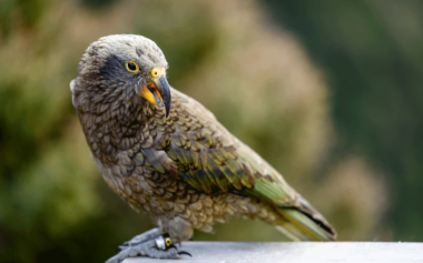 Kea, NZs native Parrot