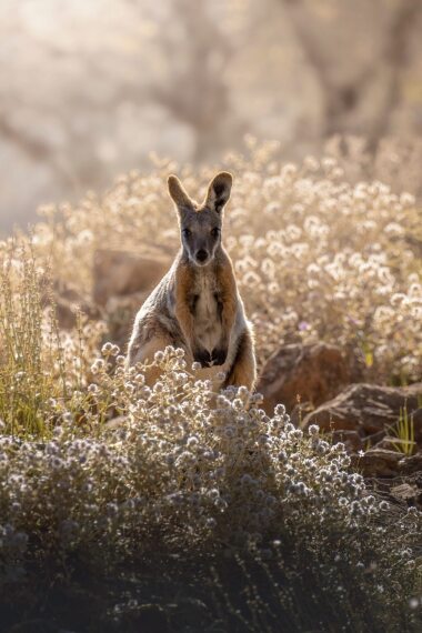 Northern Territory Hiking Tours