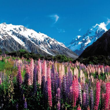 - South Island Small Group Tours