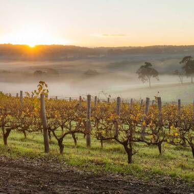 Vineyard on Margaret River, Western Australia