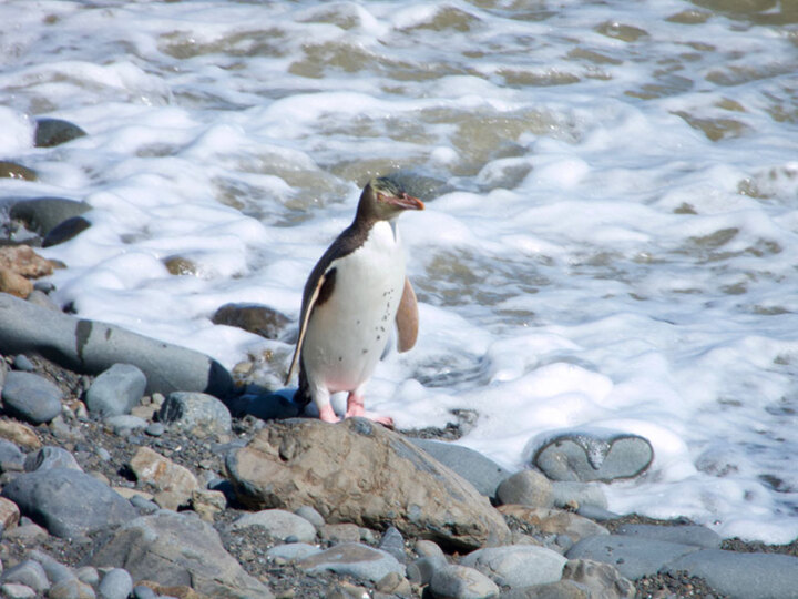 Penguins on a New Zealand Beach