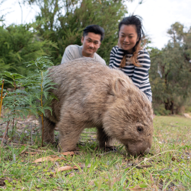 An up close experience with Wombats at Wilsons Promontory National Park