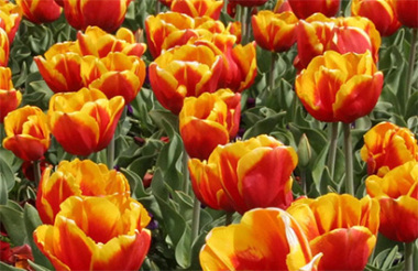 See all of New Zealand with a tailor-made package holiday