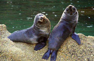 Sea Kayak, Stroll, Seals & Sail Full Day Tour with Abel Tasman Sailing Adventures - Lunch included