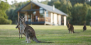 Yering Gorge Cottages