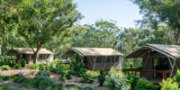 Koala Sanctuary Glamping Tents
