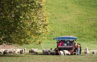 Agrodome Farm Show and Farm Tour Combo