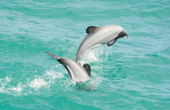 Akaroa Dolphins Harbour Nature Cruise