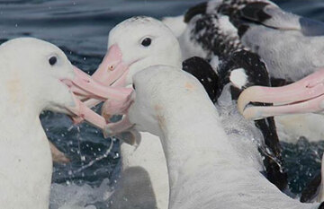 Natural New Zealand - Day 9