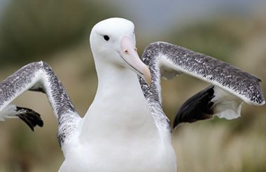 Otago Peninsula In-Depth Tour and Blue Penguins Pukekura Experience with Blue Penguins Pukekura