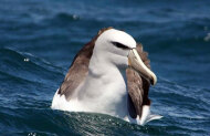 Albatross Classic Tour with Royal Albatross Centre