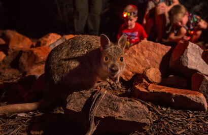 Red Centre & Top End Bucket List Tour - Day 4