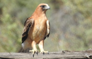 Flinders Ranges & Barossa Valley: South Australia's Ultimate Treat - Day 4