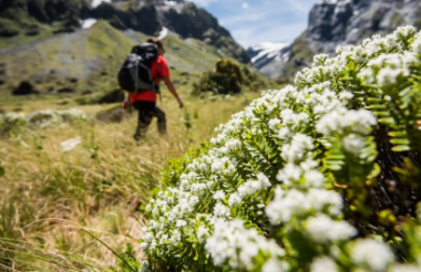 Guided Scenic Walk with Aspiring Guides - Lunch Included