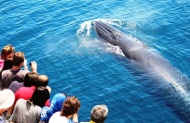 Auckland Whale and Dolphin Safari