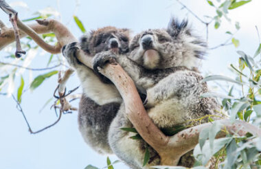 Great Ocean Road Day Tour with Oceania Tours