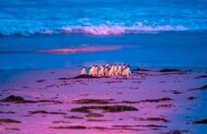 Evening Penguin Experience with Bicheno Penguin Tours