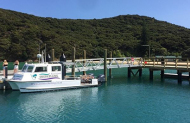 Bay of Islands Snorkelling