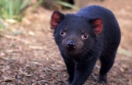 Hobart Half Day Wilderness, Wildlife & Wine Experience