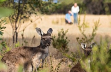 Luxury Wine Escape: Adelaide Hills & Wine Regions - Day 4