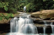 Buderim Forest Park - suggested activity
