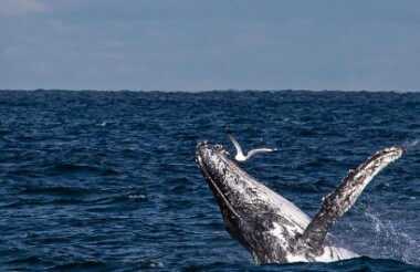 Busselton Whale Watching