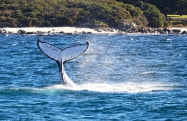 Busselton Whale Watching