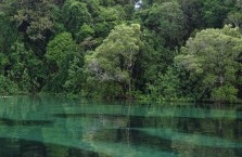 Morning Eco Rainforest River Cruise