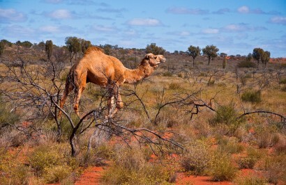 Outback Spirit - Kati Thanda&ndash;Lake Eyre & Flinders Ranges - Day 4