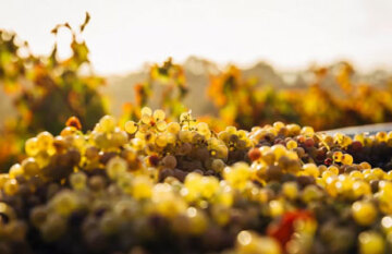 The Eastern Australian Epicurean Escape - Day 7