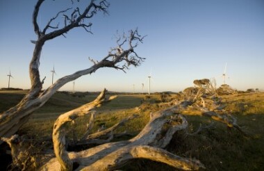 Cape Bridgewater Blowholes and the Petrified Forest - suggested activity