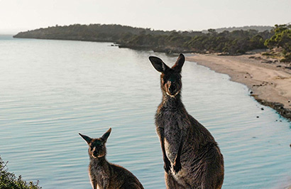 Ultimate Kangaroo Island Roadtrip - Day 8