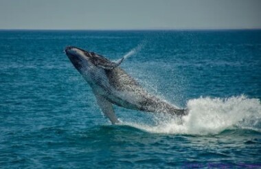 Humpback Whale Snorkel Safari with Coral Bay Eco Tours - Includes Lunch