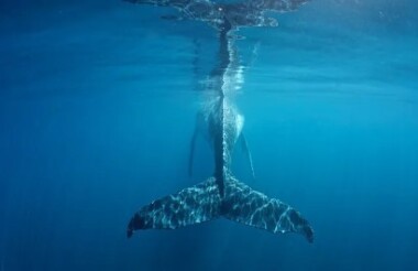 Humpback Whale Snorkel Safari with Coral Bay Eco Tours - Includes Lunch