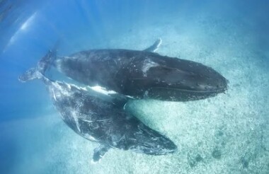 Humpback Whale Snorkel Safari with Coral Bay Eco Tours - Includes Lunch